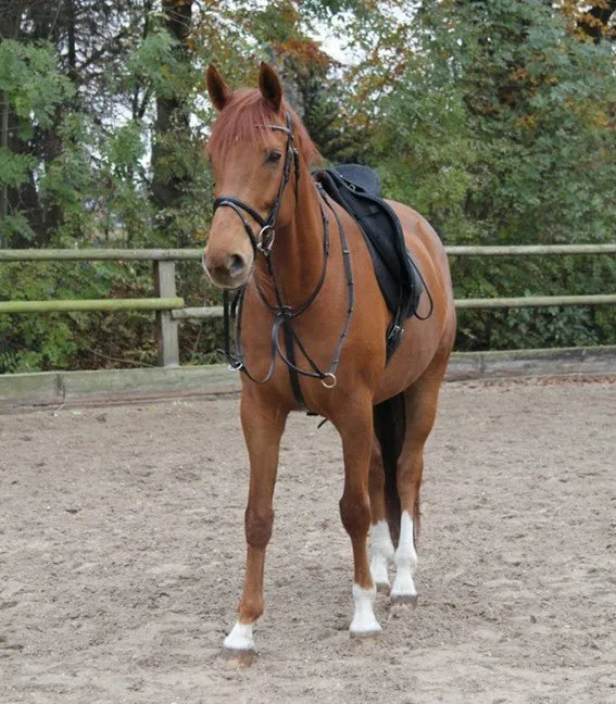 Waldhausen X Line Martingale
